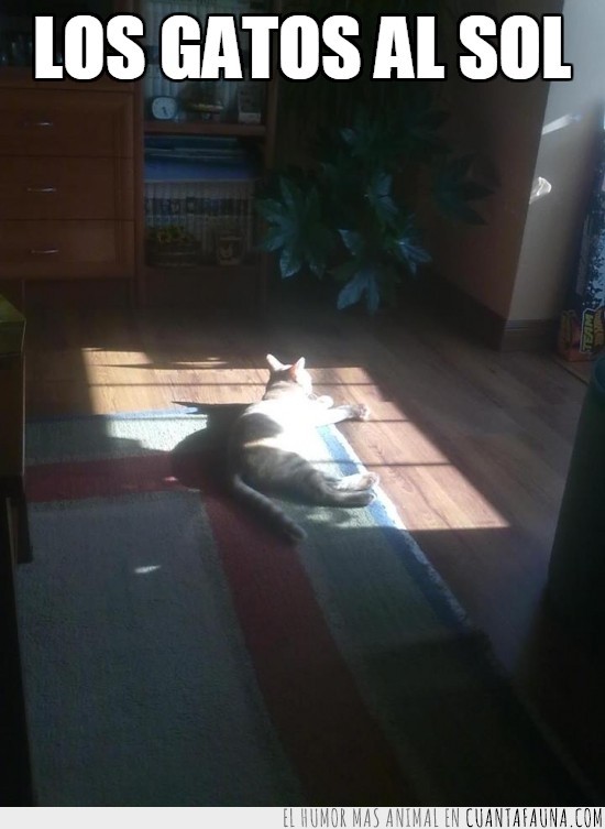 tomar el sol,sol,Pepper,gato,salón,siesta,tumbado